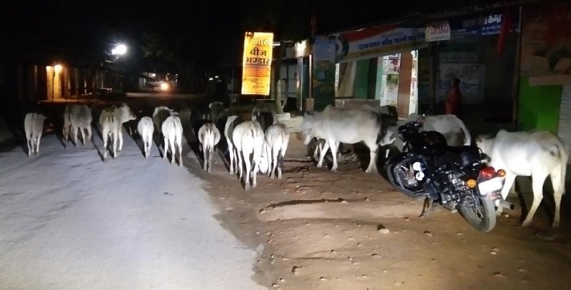 पटना की सड़कों पर आवारा मवेशियो का हुजूम