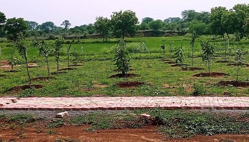 पारंपरिक महत्व के 200 पौधों के रोपण से सुशोभित हो रहा खैरागढ़ का कृष्ण कुंज