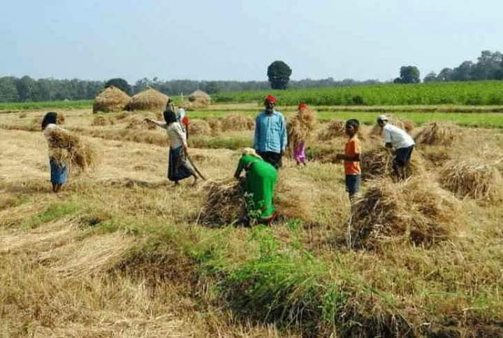 सिला बिनई अउ भक्का लाड़ू के खवई...