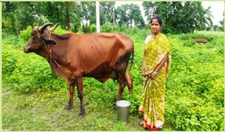 महिलाएं अब डेयरी व्यवसाय की ओर हो रही अग्रसर