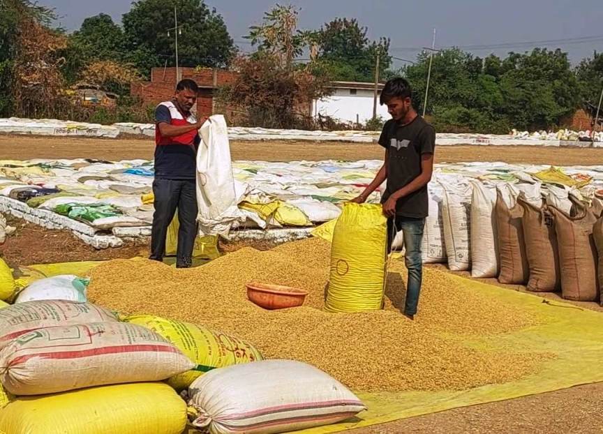 किसानों ने बेचा 11 लाख मीट्रिक टन धान, हुआ 24 सौ करोड़ का भुगतान...