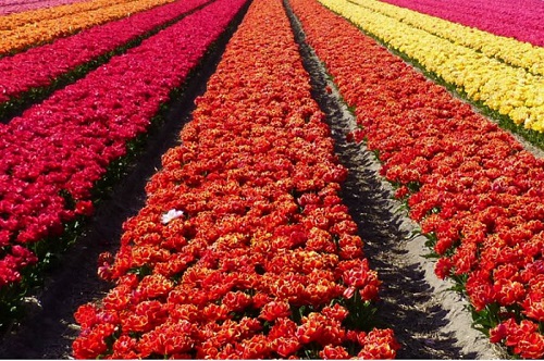 प्रदेश में सब्जी, फल-फूलों की खेती में भी शून्य प्रतिशत की दर से अल्पकालीन ऋण सुविधा