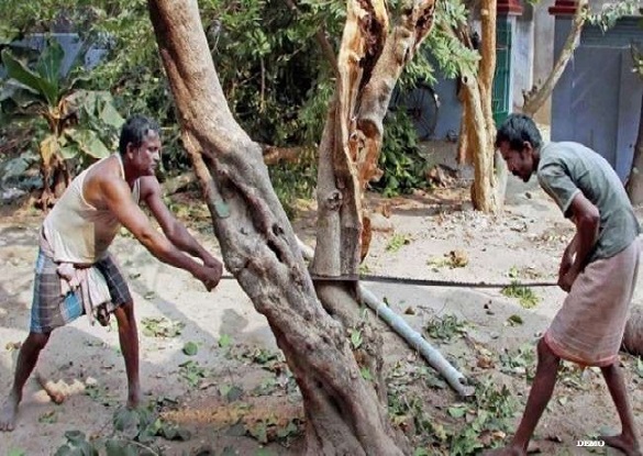 अब पेड़ों की कटाई के लिए अनुमति की आवश्यकता नहीं, मात्र सूचना देनी होगी