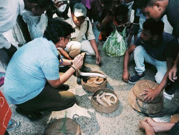  इंडियन कोबरा के साथ फारेस्टन कैट सांप, सपेरों से हुए आजाद