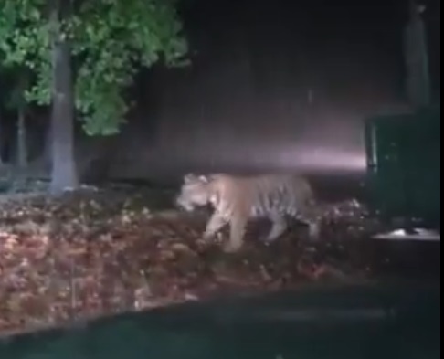 सूरजपुर में जिसे पकड़ाया था, अचानकमार टाइगर रिजर्व में छोड़ा