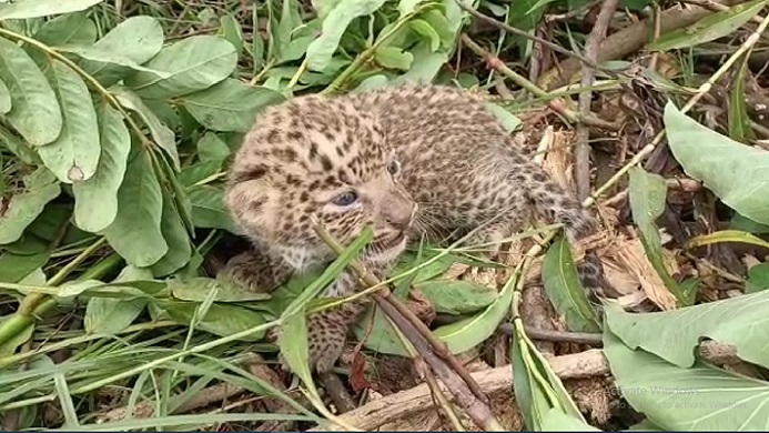 गरियाबंद में मिला तेंदुए का शावक