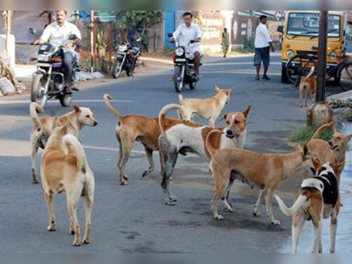 राजधानी में कुत्तो का जारी : डाक्टर के कार से उतरते ही कुत्तों ने नोचा