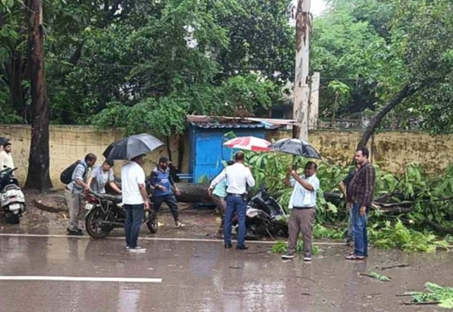  सांसद बंगले के सामने गिरा पेड़, स्कूटर सवार महिला घायल...