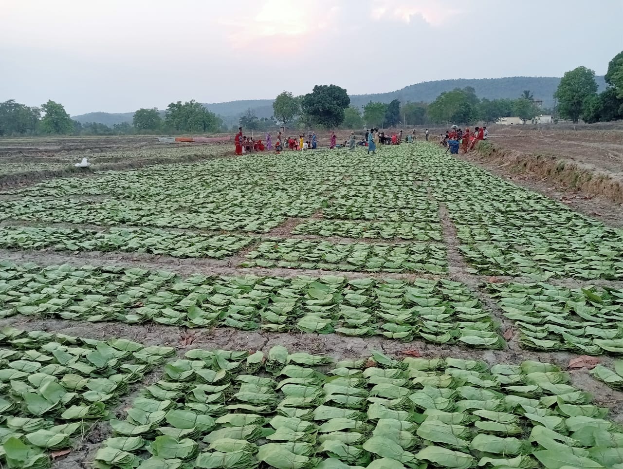 तेंदूपत्ता संग्रहण की दर बढ़ी तो जिले के संग्राहकों को 18.73 करोड़ अधिक मुनाफा