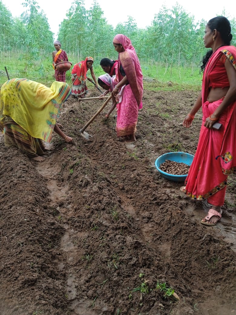 समूह की दीदियां करेगी अब हल्दी का व्यवसायिक उत्पादन