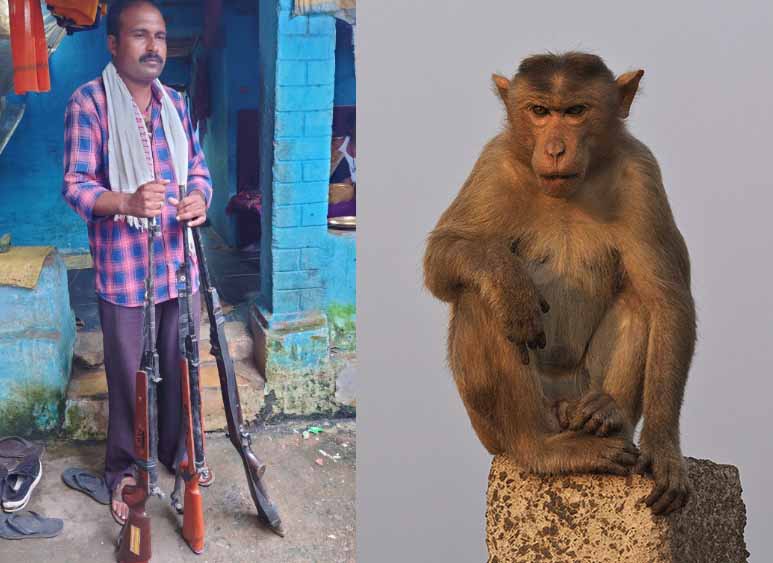 कवर्धा में बंदर की हत्या: आरोपी गिरफ्तार, एयरगन-छर्रे बरामद