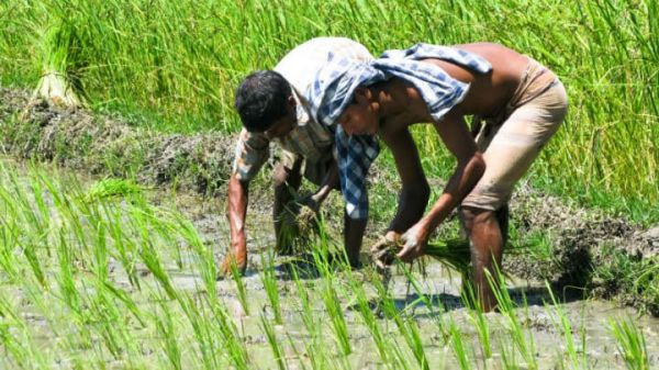 48 लाख 20 हजार हेक्टेयर में होगी खरीफ फसलों की बुआई 