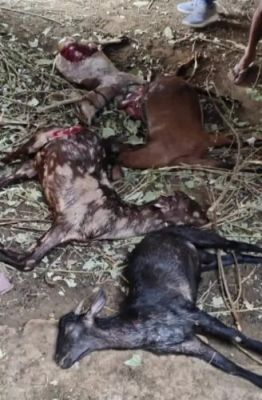 तेंदुए ने बकरियों का किया शिकार, गांव ने दहशत&hellip;