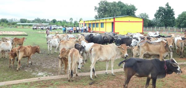 कलेक्टर ने किया सराधुनवागांव के गौठान का निरीक्षण