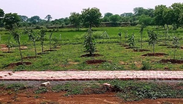 पारंपरिक महत्व के 200 पौधों के रोपण से सुशोभित हो रहा खैरागढ़ का कृष्ण कुंज