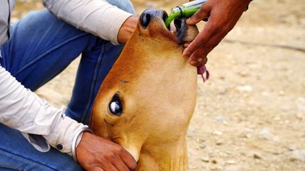 लम्पी स्किन डिजीज से सुरक्षित है छतीसगढ़, रोग के नहीं पाये गए लक्षण...