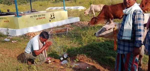 पूरे उत्साह से की गोवर्धन पूजा, मनाया गौठान दिवस
