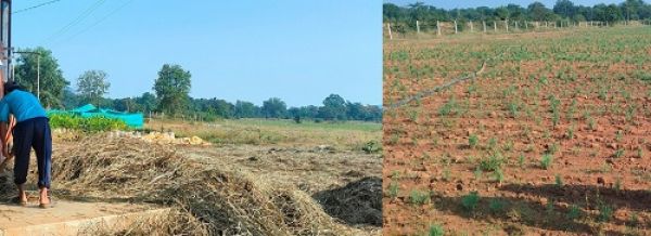 छत्तीसगढ़ में औषधीय प्रजातियों के कृषिकरण कार्य को मिला बढ़ावा