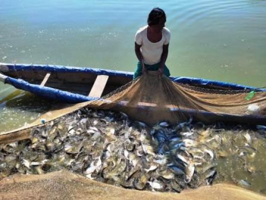 मछलीपालन से बढ़ी आमदनी, सपने हो रहे पूरे