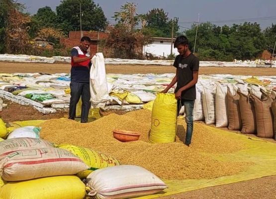 किसानों ने बेचा 11 लाख मीट्रिक टन धान, हुआ 24 सौ करोड़ का भुगतान...