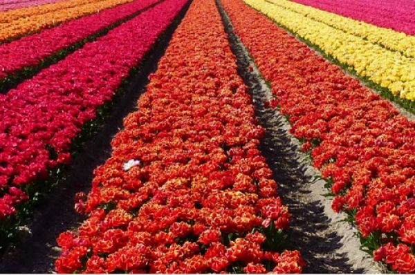 प्रदेश में सब्जी, फल-फूलों की खेती में भी शून्य प्रतिशत की दर से अल्पकालीन ऋण सुविधा