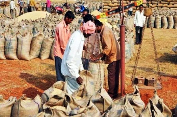 जिले में अब तक 11 हजार 909 क्विंटल हुई धान की खरीदी