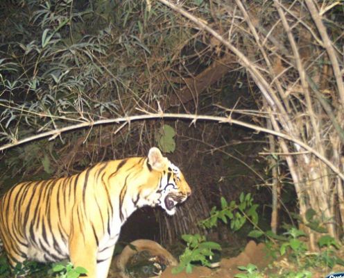 इन्द्रावती टाइगर रिजर्व में हुई नए बाघ की पुष्टि