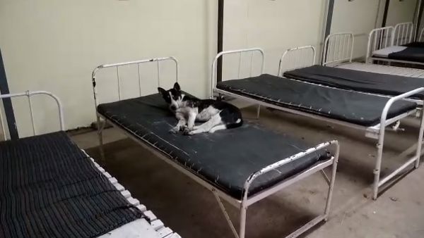 जब सरकारी अस्पताल के बिस्तर पर आराम फरमाते दिखा लावारिस कुत्ता, देखें वीडियो...