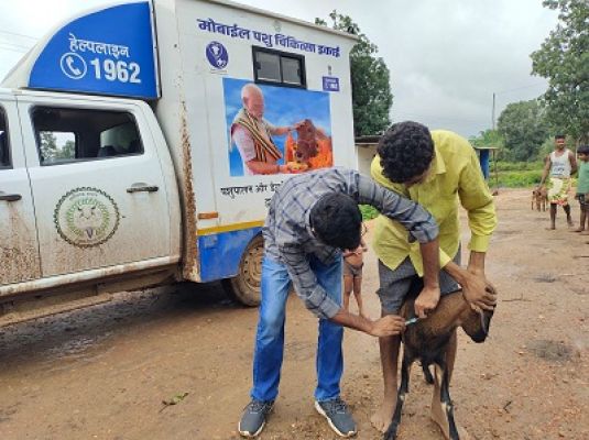 पशु चिकित्सा शिविर : पशुओं को लगाए गए टीके