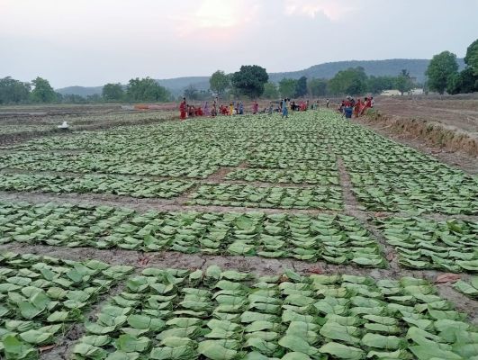 तेंदूपत्ता संग्रहण की दर बढ़ी तो जिले के संग्राहकों को 18.73 करोड़ अधिक मुनाफा