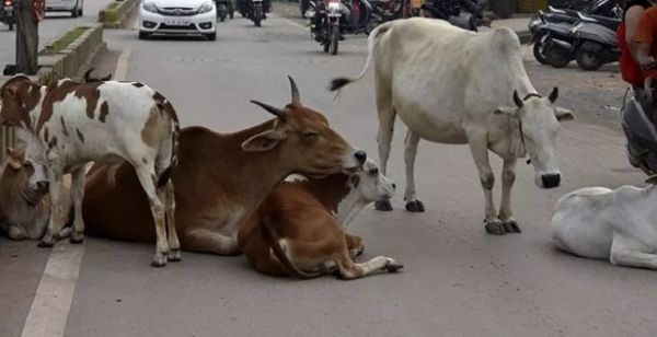 सड़कों से मवेशियों को सख्ती पूर्ण हटाएं गया