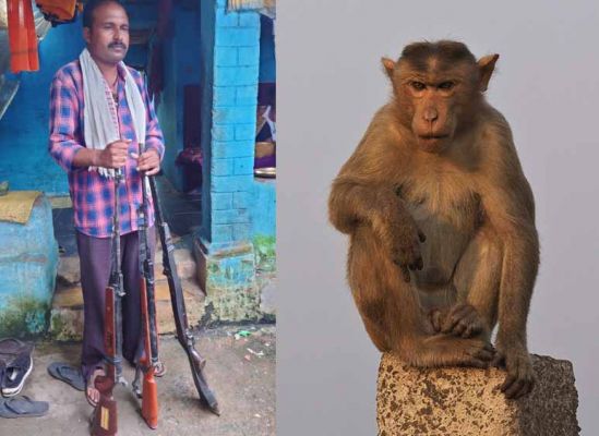 कवर्धा में बंदर की हत्या: आरोपी गिरफ्तार, एयरगन-छर्रे बरामद