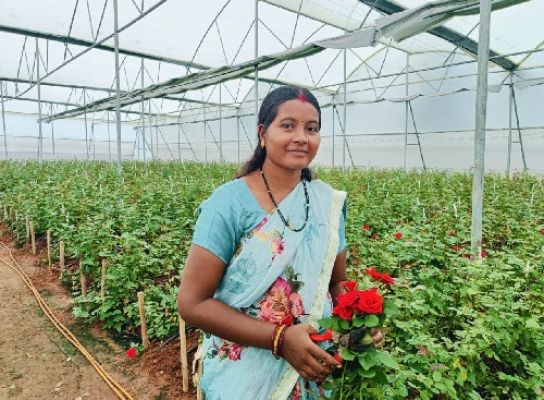 पारंपरिक खेती छोड़ डच रोज़ की खेती से हो रही मालामाल