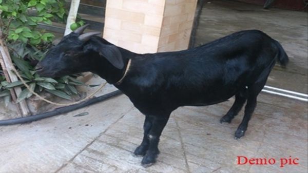 चोर गिरोह वाहन में 15 बकरी भरकर भागा, ग्रामीणों ने दौड़ाया