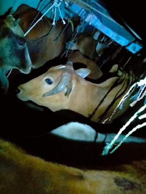 फ़िल्मी स्टाइल में बैरिकेड तोड़ते निकली ट्रकें, पुलिस ने पकड़ा तो...