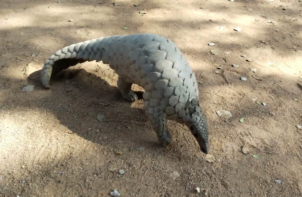 वन विभाग की बड़ी कार्रवाई : पैंगोलिन तस्करी में संलिप्त 5 आरोपी गिरफ्तार