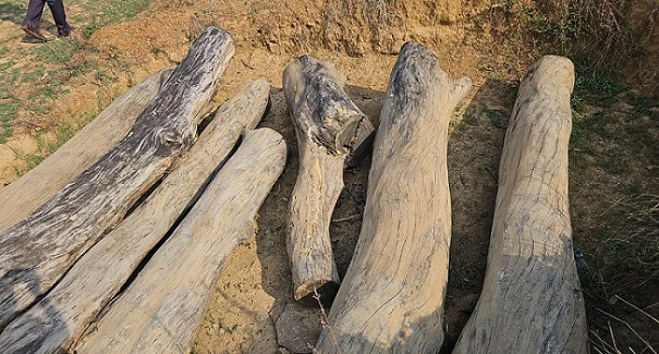 अवैध कोयला भट्टा के संचालन पर वन विभाग ने की कार्रवाई