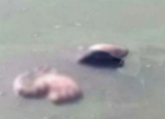 तालाब में छात्रा का शव मिलने से मची सनसनी