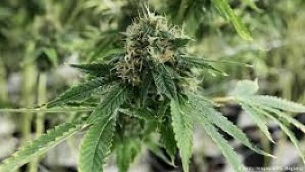 गांजे की खेती करने वाला ग्रामीण गिरफ्तार