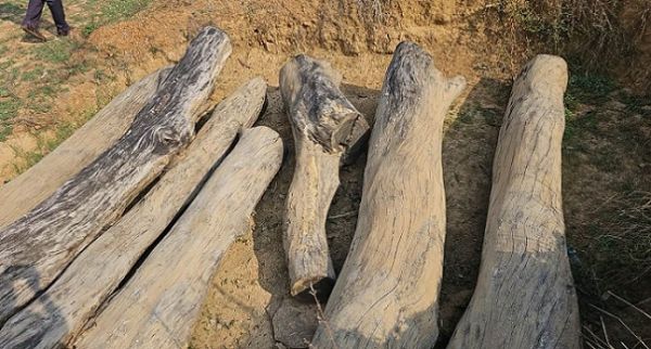 अवैध कोयला भट्टा के संचालन पर वन विभाग ने की कार्रवाई