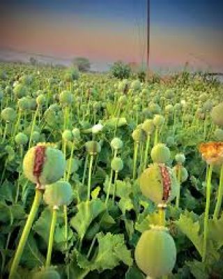 72 घंटे के भीतर रायगढ़ जिला प्रशासन की अफीम की खेती पर ताबड़तोड़ कार्रवाई 