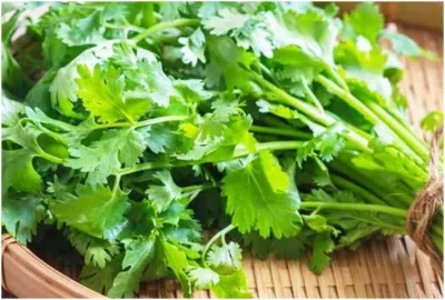 दिल की सेहत के लिए फायदेमंद हैं धनिए की पत्तियां