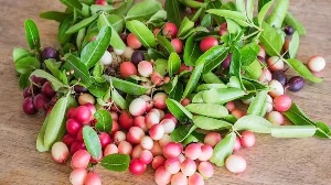 करौंदा खाने के फायदे