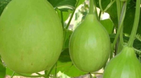 सेहत: हाई बीपी के मरीजों को खानी चाहिए लौकी