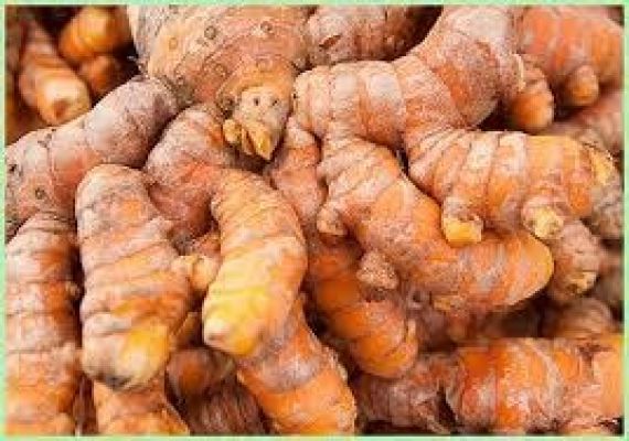 कई बीमारियों के लिए रामबाण इलाज है कच्ची हल्दी