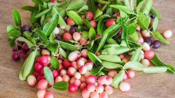 करौंदा खाने के फायदे