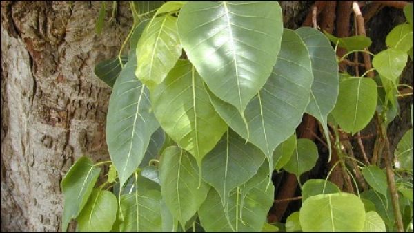 पेट, आंत और खून को साफ करते हैं पीपल के पत्ते