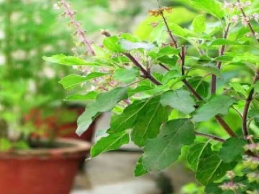 सेहत के लिए वरदान है तुलसी का पानी