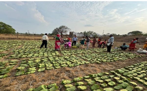 तेंदूपत्ता संग्रहण वनांचल में बना रोजगार और आय का जरिया