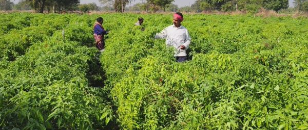 ड्रिप तकनीक से बदली खेती की तस्वीर: धान&ndash;मिर्ची की फसल से किसान मुकेश चौधरी को सालाना लाखों की आमदनी